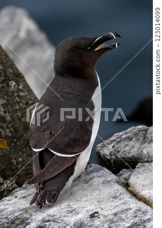 Seabird Species Razorbill (Alca Torda) On The Isle Of May In The Firth Of Forth Near Anstruther In Scotland 123014099
