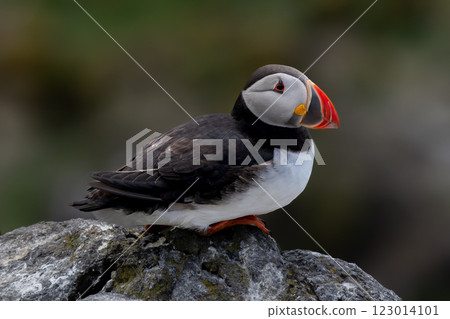 Seabird Species Atlantic Puffin (Fratercula arctica) On The Isle Of May In The Firth Of Forth Near Anstruther In Scotland Seabird Species Atlantic Puffin (Fratercula arctica) On The Isle Of May In The Firth Of Forth Near Anstruther In Scotland 123014101