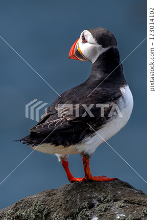Seabird Species Atlantic Puffin (Fratercula arctica) On The Isle Of May In The Firth Of Forth Near Anstruther In Scotland Seabird Species Atlantic Puffin (Fratercula arctica) On The Isle Of May In The Firth Of Forth Near Anstruther In Scotland 123014102