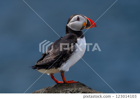 Seabird Species Atlantic Puffin (Fratercula arctica) On The Isle Of May In The Firth Of Forth Near Anstruther In Scotland Seabird Species Atlantic Puffin (Fratercula arctica) On The Isle Of May In The Firth Of Forth Near Anstruther In Scotland 123014103