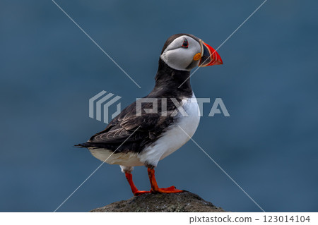 Seabird Species Atlantic Puffin (Fratercula arctica) On The Isle Of May In The Firth Of Forth Near Anstruther In Scotland 123014104