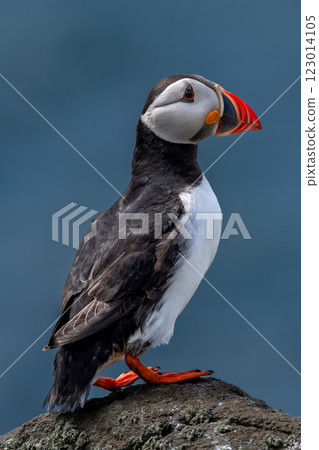 Seabird Species Atlantic Puffin (Fratercula arctica) On The Isle Of May In The Firth Of Forth Near Anstruther In Scotland 123014105