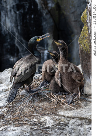 Nest With Three Chicks Of Seabird Species Shag (Gulosus aristotelis) On The Isle Of May In The Firth Of Forth Near Anstruther In Scotland 123014106