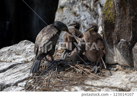 Nest With Three Chicks Of Seabird Species Shag (Gulosus aristotelis) On The Isle Of May In The Firth Of Forth Near Anstruther In Scotland Nest With Three Chicks Of Seabird Species Shag (Gulosus aristotelis) On The Isle Of May In The Firth Of Forth Near Anstruther In Scotland 123014107