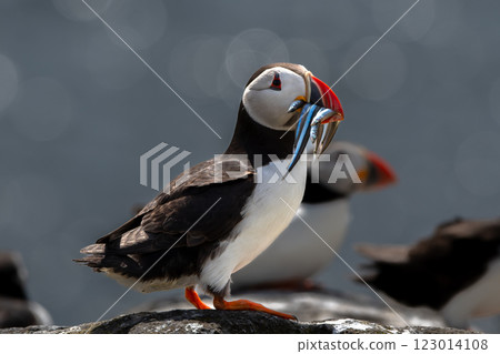 Seabird Species Atlantic Puffin (Fratercula arctica) With Sandeels On The Isle Of May In The Firth Of Forth Near Anstruther In Scotland Seabird Species Atlantic Puffin (Fratercula arctica) With Sandeels On The Isle Of May In The Firth Of Forth Near Anstruther In Scotland 123014108