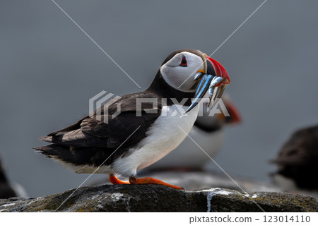 Seabird Species Atlantic Puffin (Fratercula arctica) With Sandeels On The Isle Of May In The Firth Of Forth Near Anstruther In Scotland 123014110