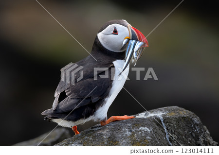 Seabird Species Atlantic Puffin (Fratercula arctica) With Sandeels On The Isle Of May In The Firth Of Forth Near Anstruther In Scotland 123014111
