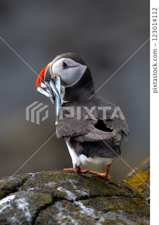 Seabird Species Atlantic Puffin (Fratercula arctica) With Sandeels On The Isle Of May In The Firth Of Forth Near Anstruther In Scotland 123014112