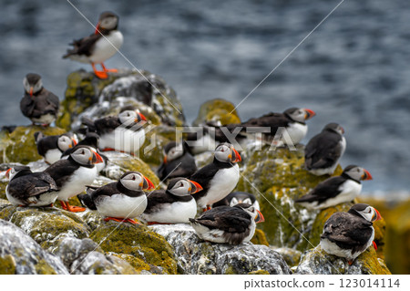 Group Of Seabird Species Atlantic Puffin (Fratercula arctica) On The Isle Of May In The Firth Of Forth Near Anstruther In Scotland Group Of Seabird Species Atlantic Puffin (Fratercula arctica) On The Isle Of May In The Firth Of Forth Near Anstruther In Scotland 123014114