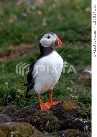 Seabird Species Atlantic Puffin (Fratercula arctica) On The Isle Of May In The Firth Of Forth Near Anstruther In Scotland 123014116