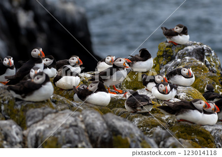 Group Of Seabird Species Atlantic Puffin (Fratercula arctica) On The Isle Of May In The Firth Of Forth Near Anstruther In Scotland Group Of Seabird Species Atlantic Puffin (Fratercula arctica) On The Isle Of May In The Firth Of Forth Near Anstruther In Scotland 123014118