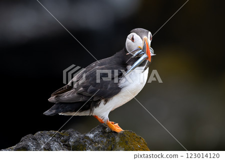 Seabird Species Atlantic Puffin (Fratercula arctica) With Sandeels On The Isle Of May In The Firth Of Forth Near Anstruther In Scotland 123014120