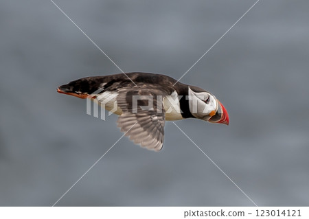Seabird Species Atlantic Puffin (Fratercula arctica) Flies On The Isle Of May In The Firth Of Forth Near Anstruther In Scotland 123014121