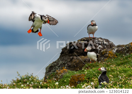 Group Of Seabird Species Atlantic Puffin (Fratercula arctica) On The Isle Of May In The Firth Of Forth Near Anstruther In Scotland 123014122