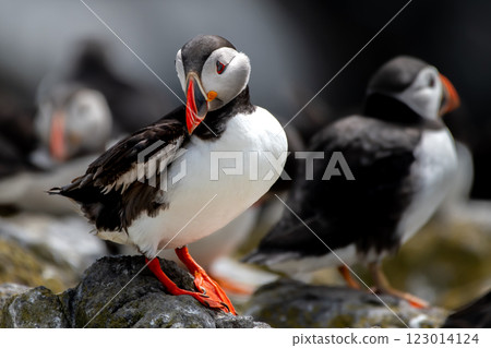 Seabird Species Atlantic Puffin (Fratercula arctica) On The Isle Of May In The Firth Of Forth Near Anstruther In Scotland Seabird Species Atlantic Puffin (Fratercula arctica) On The Isle Of May In The Firth Of Forth Near Anstruther In Scotland 123014124