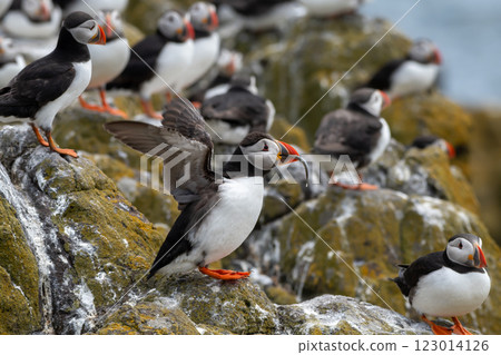 Group Of Seabird Species Atlantic Puffin (Fratercula arctica) On The Isle Of May In The Firth Of Forth Near Anstruther In Scotland 123014126