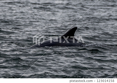 Bottlenose Dolphin (Delphinus Truncatus) In The Moray Firth At Chanonry Point Near Inverness In Scotland Bottlenose Dolphin (Delphinus Truncatus) In The Moray Firth At Chanonry Point Near Inverness In Scotland 123014158