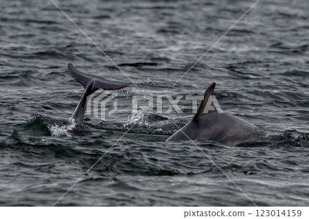 Bottlenose Dolphin (Delphinus Truncatus) In The Moray Firth At Chanonry Point Near Inverness In Scotland Bottlenose Dolphin (Delphinus Truncatus) In The Moray Firth At Chanonry Point Near Inverness In Scotland 123014159