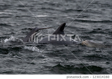 Bottlenose Dolphin (Delphinus Truncatus) In The Moray Firth At Chanonry Point Near Inverness In Scotland 123014160