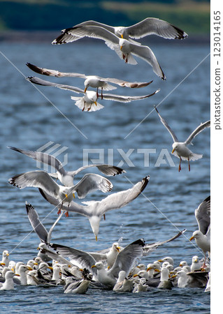 Flock Of Herring Gulls (Larus Argentatus) Feeding On Pray In The Morray Firth At Chanonry Point Near Inverness In Scotland, UK Flock Of Herring Gulls (Larus Argentatus) Feeding On Pray In The Morray Firth At Chanonry Point Near Inverness In Scotland, UK 123014165
