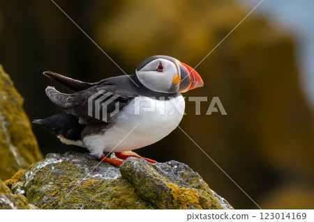 Seabird Species Atlantic Puffin (Fratercula arctica) On The Isle Of May In The Firth Of Forth Near Anstruther In Scotland Seabird Species Atlantic Puffin (Fratercula arctica) On The Isle Of May In The Firth Of Forth Near Anstruther In Scotland 123014169