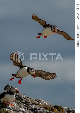 Group Of Seabird Species Atlantic Puffin (Fratercula arctica) On The Isle Of May In The Firth Of Forth Near Anstruther In Scotland 123014171