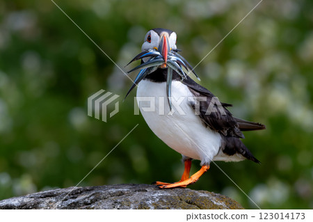 Seabird Species Atlantic Puffin (Fratercula arctica) With Sandeels On The Isle Of May In The Firth Of Forth Near Anstruther In Scotland 123014173