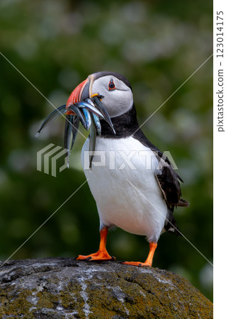Seabird Species Atlantic Puffin (Fratercula arctica) With Sandeels On The Isle Of May In The Firth Of Forth Near Anstruther In Scotland Seabird Species Atlantic Puffin (Fratercula arctica) With Sandeels On The Isle Of May In The Firth Of Forth Near Anstruther In Scotland 123014175