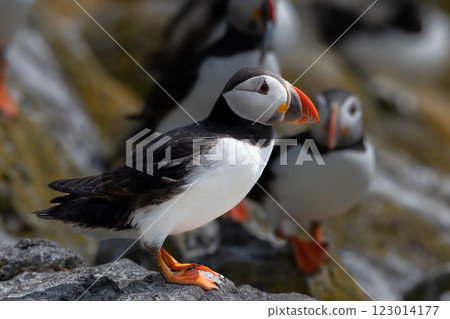 Seabird Species Atlantic Puffin (Fratercula arctica) On The Isle Of May In The Firth Of Forth Near Anstruther In Scotland 123014177