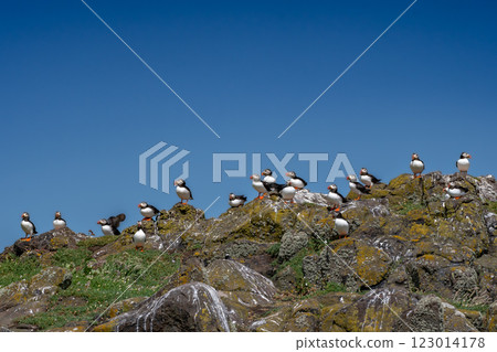 Group Of Seabird Species Atlantic Puffin (Fratercula arctica) On The Isle Of May In The Firth Of Forth Near Anstruther In Scotland Group Of Seabird Species Atlantic Puffin (Fratercula arctica) On The Isle Of May In The Firth Of Forth Near Anstruther In Scotland 123014178