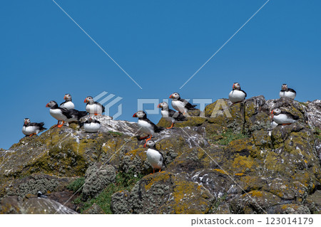 Group Of Seabird Species Atlantic Puffin (Fratercula arctica) On The Isle Of May In The Firth Of Forth Near Anstruther In Scotland 123014179