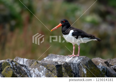 Seabird Species Oystercatcher (Haematopus Ostralegus) On The Isle Of May In The Firth Of Forth Near Anstruther In Scotland Seabird Species Oystercatcher (Haematopus Ostralegus) On The Isle Of May In The Firth Of Forth Near Anstruther In Scotland 123014181