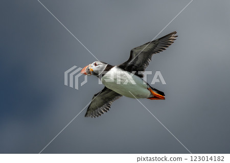 Seabird Species Atlantic Puffin (Fratercula arctica) Flies On The Isle Of May In The Firth Of Forth Near Anstruther In Scotland Seabird Species Atlantic Puffin (Fratercula arctica) Flies On The Isle Of May In The Firth Of Forth Near Anstruther In Scotland 123014182