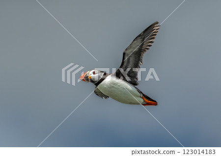 Seabird Species Atlantic Puffin (Fratercula arctica) Flies On The Isle Of May In The Firth Of Forth Near Anstruther In Scotland Seabird Species Atlantic Puffin (Fratercula arctica) Flies On The Isle Of May In The Firth Of Forth Near Anstruther In Scotland 123014183