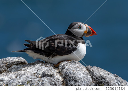 Seabird Species Atlantic Puffin (Fratercula arctica) On The Isle Of May In The Firth Of Forth Near Anstruther In Scotland Seabird Species Atlantic Puffin (Fratercula arctica) On The Isle Of May In The Firth Of Forth Near Anstruther In Scotland 123014184