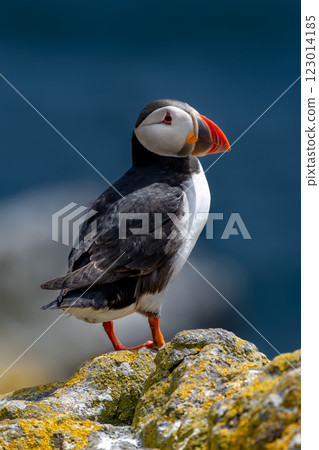 Seabird Species Atlantic Puffin (Fratercula arctica) On The Isle Of May In The Firth Of Forth Near Anstruther In Scotland Seabird Species Atlantic Puffin (Fratercula arctica) On The Isle Of May In The Firth Of Forth Near Anstruther In Scotland 123014185
