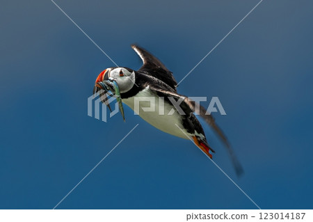 Seabird Species Atlantic Puffin (Fratercula arctica) Flies On The Isle Of May In The Firth Of Forth Near Anstruther In Scotland Seabird Species Atlantic Puffin (Fratercula arctica) Flies On The Isle Of May In The Firth Of Forth Near Anstruther In Scotland 123014187