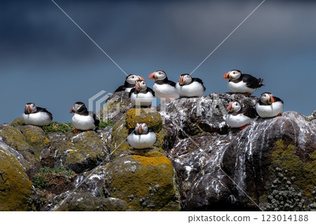 Group Of Seabird Species Atlantic Puffin (Fratercula arctica) On The Isle Of May In The Firth Of Forth Near Anstruther In Scotland Group Of Seabird Species Atlantic Puffin (Fratercula arctica) On The Isle Of May In The Firth Of Forth Near Anstruther In Scotland 123014188