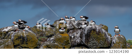 Group Of Seabird Species Atlantic Puffin (Fratercula arctica) On The Isle Of May In The Firth Of Forth Near Anstruther In Scotland Group Of Seabird Species Atlantic Puffin (Fratercula arctica) On The Isle Of May In The Firth Of Forth Near Anstruther In Scotland 123014190
