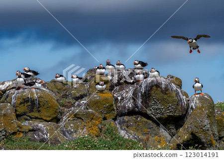 Group Of Seabird Species Atlantic Puffin (Fratercula arctica) On The Isle Of May In The Firth Of Forth Near Anstruther In Scotland 123014191
