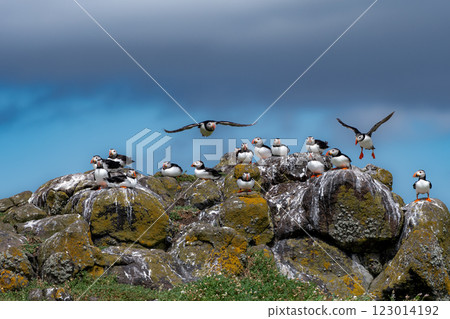 Group Of Seabird Species Atlantic Puffin (Fratercula arctica) On The Isle Of May In The Firth Of Forth Near Anstruther In Scotland Group Of Seabird Species Atlantic Puffin (Fratercula arctica) On The Isle Of May In The Firth Of Forth Near Anstruther In Scotland 123014192