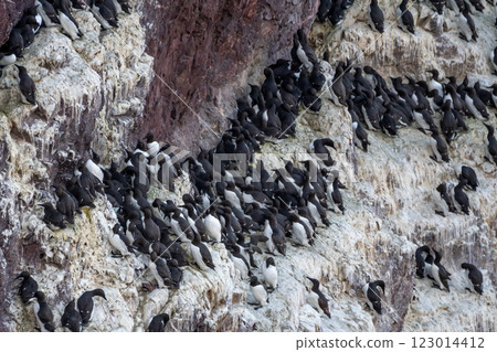 Breeding Seabirds Common Guillemots (Uria Aalge) On Steep Cliffs At The Atlantic Coast Of St. Abbs Head In Scotland, UK Breeding Seabirds Common Guillemots (Uria Aalge) On Steep Cliffs At The Atlantic Coast Of St. Abbs Head In Scotland, UK 123014412