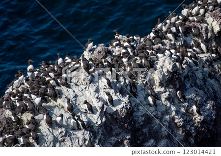 Breeding Seabirds Common Guillemots (Uria Aalge) On Steep Cliffs At The Atlantic Coast Of St. Abbs Head In Scotland, UK Breeding Seabirds Common Guillemots (Uria Aalge) On Steep Cliffs At The Atlantic Coast Of St. Abbs Head In Scotland, UK 123014421