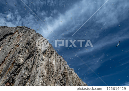Colony Of Nesting Seabirds Northern Gannets (Morus Bassanus) On Bass Rock Island In The Atlantic Ocean Of Firth of Forth At North Berwick Near Edinburgh In Scotland 123014429