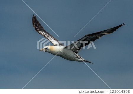 Flying Juvenile Seabird Northern Gannet (Morus Bassanus) On Island Bass Rock In The Atlantic Ocean Of Firth of Forth At North Berwick Near Edinburgh In Scotland Flying Juvenile Seabird Northern Gannet (Morus Bassanus) On Island Bass Rock In The Atlantic Ocean Of Firth of Forth At North Berwick Near Edinburgh In Scotland 123014508