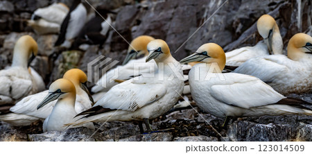 Colony Of Nesting Seabirds Northern Gannets (Morus Bassanus) On Bass Rock Island In The Atlantic Ocean Of Firth of Forth At North Berwick Near Edinburgh In Scotland Colony Of Nesting Seabirds Northern Gannets (Morus Bassanus) On Bass Rock Island In The Atlantic Ocean Of Firth of Forth At North Berwick Near Edinburgh In Scotland 123014509