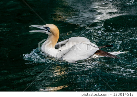 Swimming Seabird Northern Gannets (Morus Bassanus) On Island Bass Rock In The Atlantic Ocean  At North Berwick In Scotland, UK 123014512