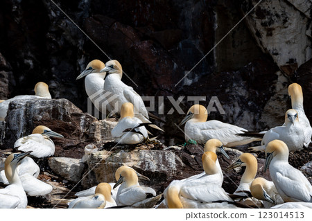 Colony Of Nesting Seabirds Northern Gannets (Morus Bassanus) On Bass Rock Island In The Atlantic Ocean Of Firth of Forth At North Berwick Near Edinburgh In Scotland 123014513