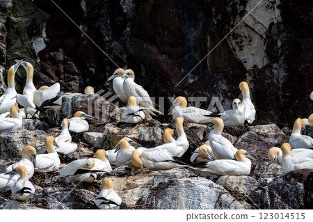 Colony Of Nesting Seabirds Northern Gannets (Morus Bassanus) On Bass Rock Island In The Atlantic Ocean Of Firth of Forth At North Berwick Near Edinburgh In Scotland 123014515