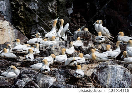 Colony Of Nesting Seabirds Northern Gannets (Morus Bassanus) On Bass Rock Island In The Atlantic Ocean Of Firth of Forth At North Berwick Near Edinburgh In Scotland Colony Of Nesting Seabirds Northern Gannets (Morus Bassanus) On Bass Rock Island In The Atlantic Ocean Of Firth of Forth At North Berwick Near Edinburgh In Scotland 123014516